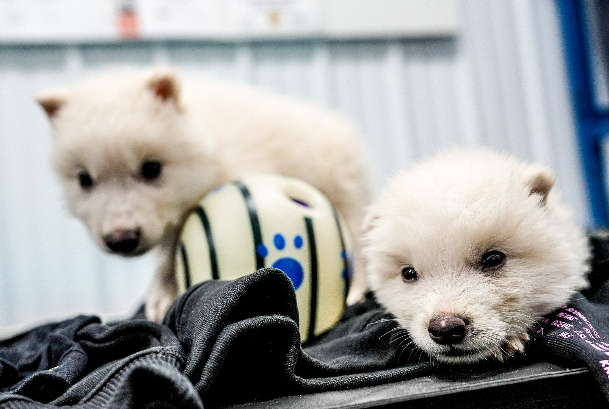 Dire Wolf Pups